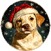 Border Collie Weihnachten