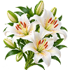 Weiße Lilien-Blumenstrauß-Kunst
