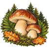 Steinpilze im Wald