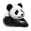 Panda Illustration