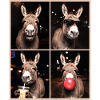 Donkey Esel