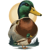 Duo Ente im Abendlicht