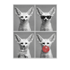 Wüstenfuchs Fennek
