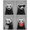 Ferret Frettchen