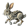 Running Rabbit