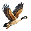 Fliegende Kanadische Gans