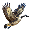 Fliegende Kanadische Gans