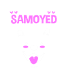 Samojede Hund Samoyed