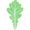 Eichenblatt / Blatt der Eiche - Botanisch