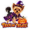 Halloween-Hund mit Kürbis