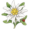 Weiße Blüte mit Marienkäfer