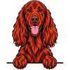 Irischer Setter