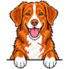 Nova Scotia Duck Tolling Retriever