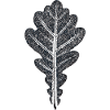 Eichenblatt / Botanischer Blätter - Abdruck