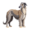 Irischer Wolfshund stehend