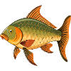 Karpfenfische