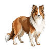 Collie Dog steht