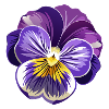 Stiefmütterchenblüte