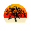 Team Chile Vogelspinne