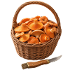 Der Pilzkorb