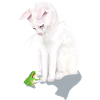 weiße Katze trifft Frosch