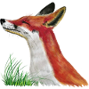 Fuchs schnuppert im Gras