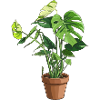 Monstera im Topf – Dschungelblätter