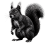 Eichhörnchen Natur