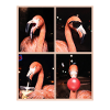 Flamingos Flamingo