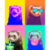 Ferret Frettchen