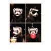 Ferret Frettchen