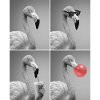 Flamingos Flamingo