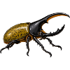 Herkuleskäfer Dynastes hercules