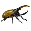 Herkuleskäfer Dynastes hercules