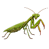 Gottesanbeterin Fangschrecke Mantis Religiosa