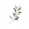Olivenzweig Aquarell