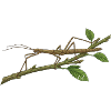Indische Stabschrecke Carausius morosus