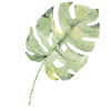 Monstera Blatt Aquarell Grün
