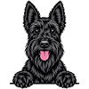 Scottish Terrier