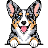 Cardigan Welsh Corgi