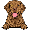 Chesapeake Bay Retriever
