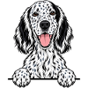 Englischer Setter