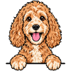 Cockapoo