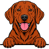 Foxred Labrador