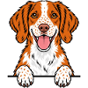 Brittany Spaniel Epagneul Breton