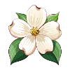 Hartriegelblume