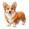 Walisischer Corgi-Hund