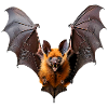 Fledermaus