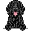 Flat Coated Retriever