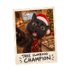 Tree Climbing Champion Schwarze Katze